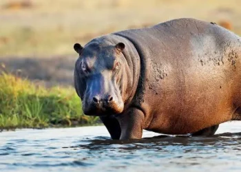 Displaced hippopotamuses attack Adamawa communities, kill one