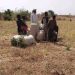 Bandits allegedly demanded N56m to allow farming this year in Zamfara community – Farmers