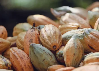 Cocoa export hits N1.2trn, accounts for 29% agric export — Presidency