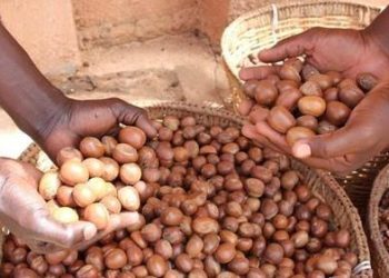 Shea nut prices drop by 33% after Nigeria’s six-month export ban – Report 