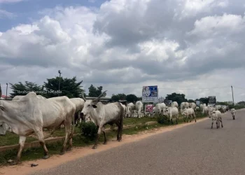 South-west Fulani council bans night grazing, firearms possession by herders
