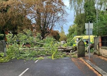Woman killed by large branch which fell from a tree