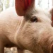 Man lives over 170 days following transplant with gene-edited Pig liver in China