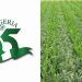 Nigeria@65: Farmers hail FG’s efforts in stabilising food prices, seek more workable policies
