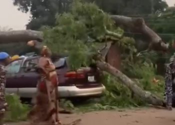 18 commuters killed as ancestral tree crushes bus in Enugu (videos)