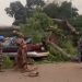 18 commuters killed as ancestral tree crushes bus in Enugu (videos)